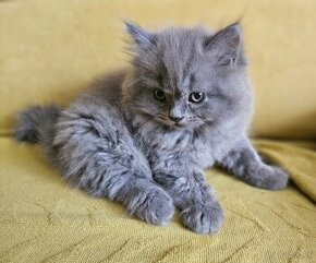 Perzské  modré mačiatko
