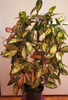 Voskovka - hoya carnosa tricolor
