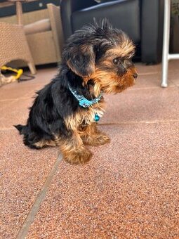 Yorkshire terrier