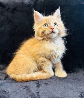 Mainska Mývalia, Maine Coon