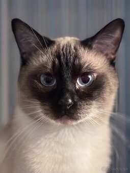 Siamsky kocur-krytie