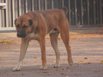 Stredoázijský ovčiak- krytie