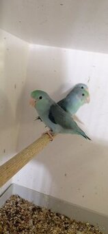 FORPUS - Papagaj sedokridly