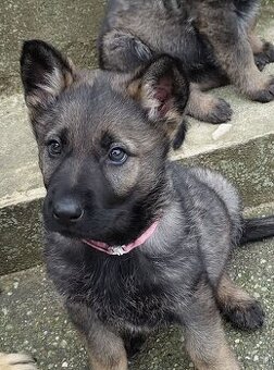 Nemecky ovčiak šteniatka