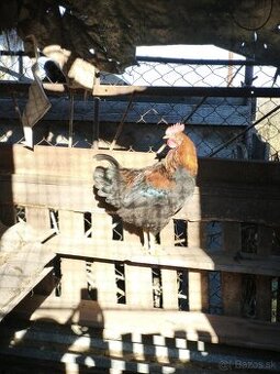 Predám mladé kohúty - SÚRNE