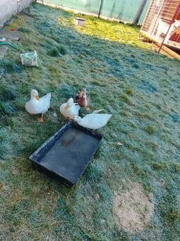 Predám huso kačky,maju 6 mesiace