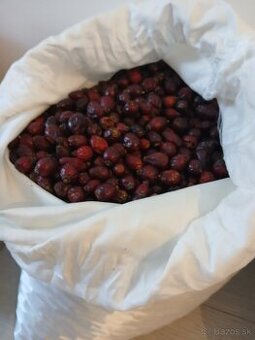 šípky tohtoročné sušené