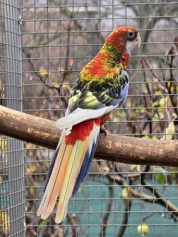 Kúpim rozeli pestré