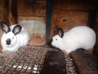 KALIFORNSKÉ KRÁLIKY