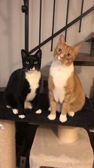 Hľadáme nový domov