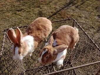 Predám králiky Šarišský obrovity