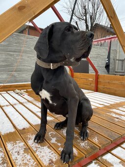 Nemecká doga čierna - KRYTIE