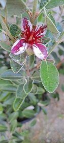 Brazílska guajava-Acca sellowiana