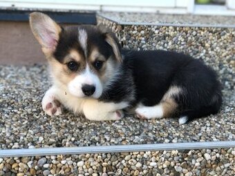 Welsh corgi pembroke s PP