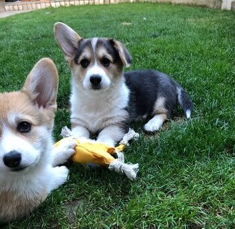 Welsh corgi pembroke s PP