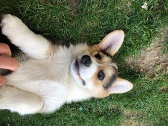 Welsh corgi pembroke s PP - 1