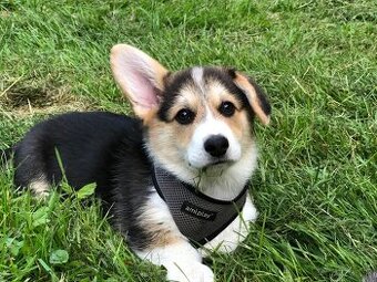 Welsh corgi pembroke s PP
