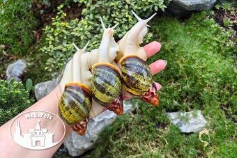 Africké slimáky Archachatina rhodostome / Achatina Snails