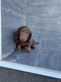 Jazvecik Chocolate longhair