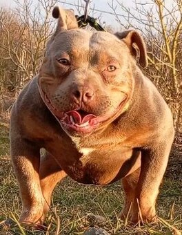 American bully micro exotic s PP.