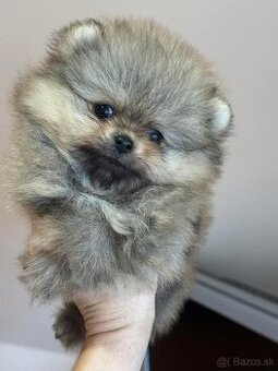 Pomeranian Boo