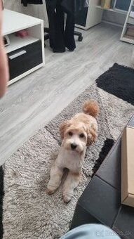 Ponúkam na krytie Maltipoo - 1