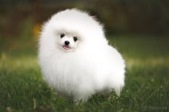 Pomeranian