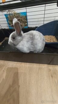 Darujem zakrsleho zajacika