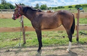 SLEVA, All around klisna APH (VS CodeRed)