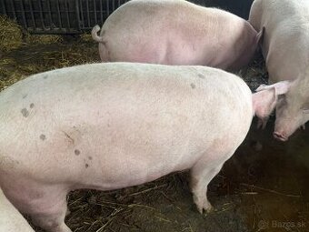 Predám kŕmniky v bio kvalite