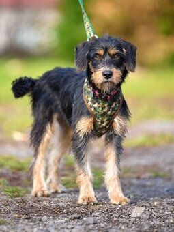 Darujem malú strapatú sučku Ariel - mix jazvečík, bradáč