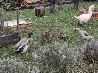 Indicke bezce na predaj