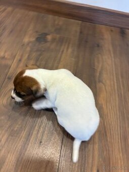 Jack Russel Terrier - JRT
