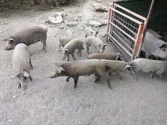 Predám prasatá mangalica-durok