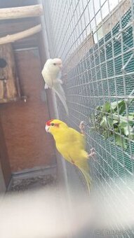 Kakariki