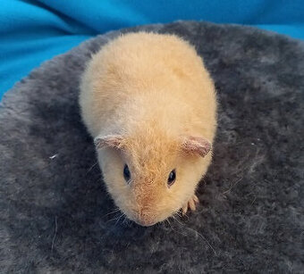Morské prasiatka US Teddy