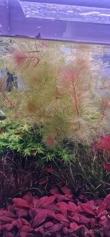 Myriophyllum mattogrossense golden