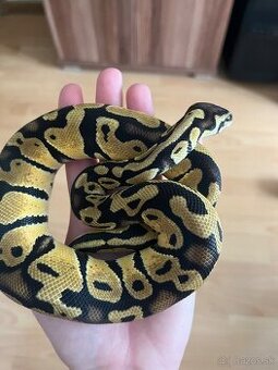 Python Regius / Pyton Kralovsky