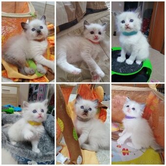 Ragdoll mačiatká