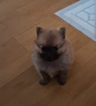 Pomeranian - 1