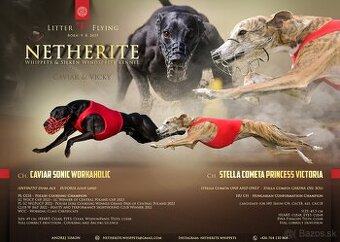 Whippet s PP