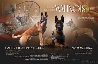 Belgický ovčiak malinois šteniatka