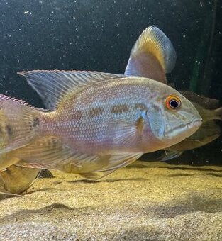 Hoplarchus psittacus Wild