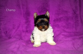 Biewer-yorkshirsky teriér  s pp