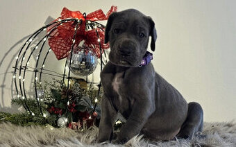 Německá doga modrá s PP - 1 měsíc - 1