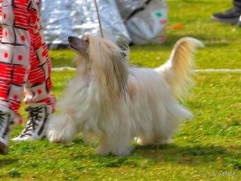 ÚŽASNÉ šteniatka - Čínsky chocholatý pes - labutienky