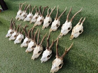 Trofeje srnca