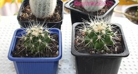 kaktusy - echinocactus grusonii
