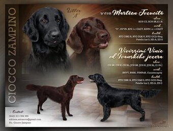 Flat coated retriever Vrh "A"