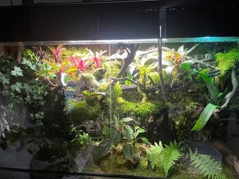 Terarium